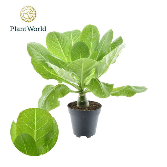 Brighamia Hawaiian Palm 35cm 12cm Pot