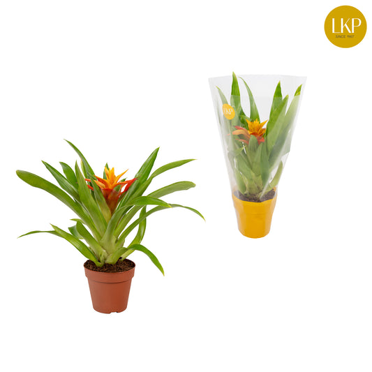 Guzmania Flava 30cm 510cm Pot