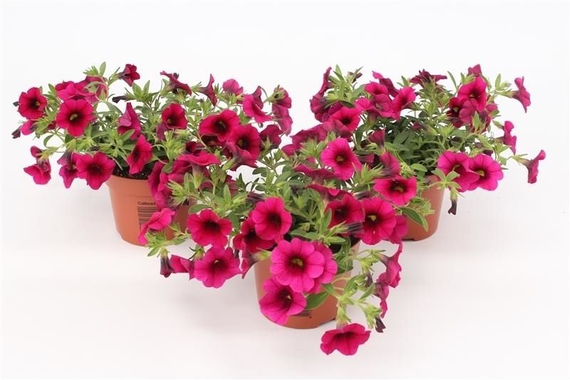Calibrachoa Minifamous Purple 15cm 13cm Pot