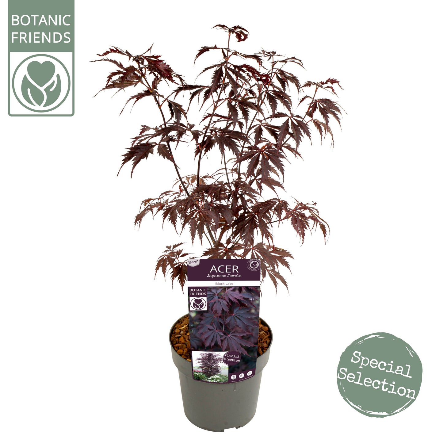 Acer palmatum 65cm 19cm Pot