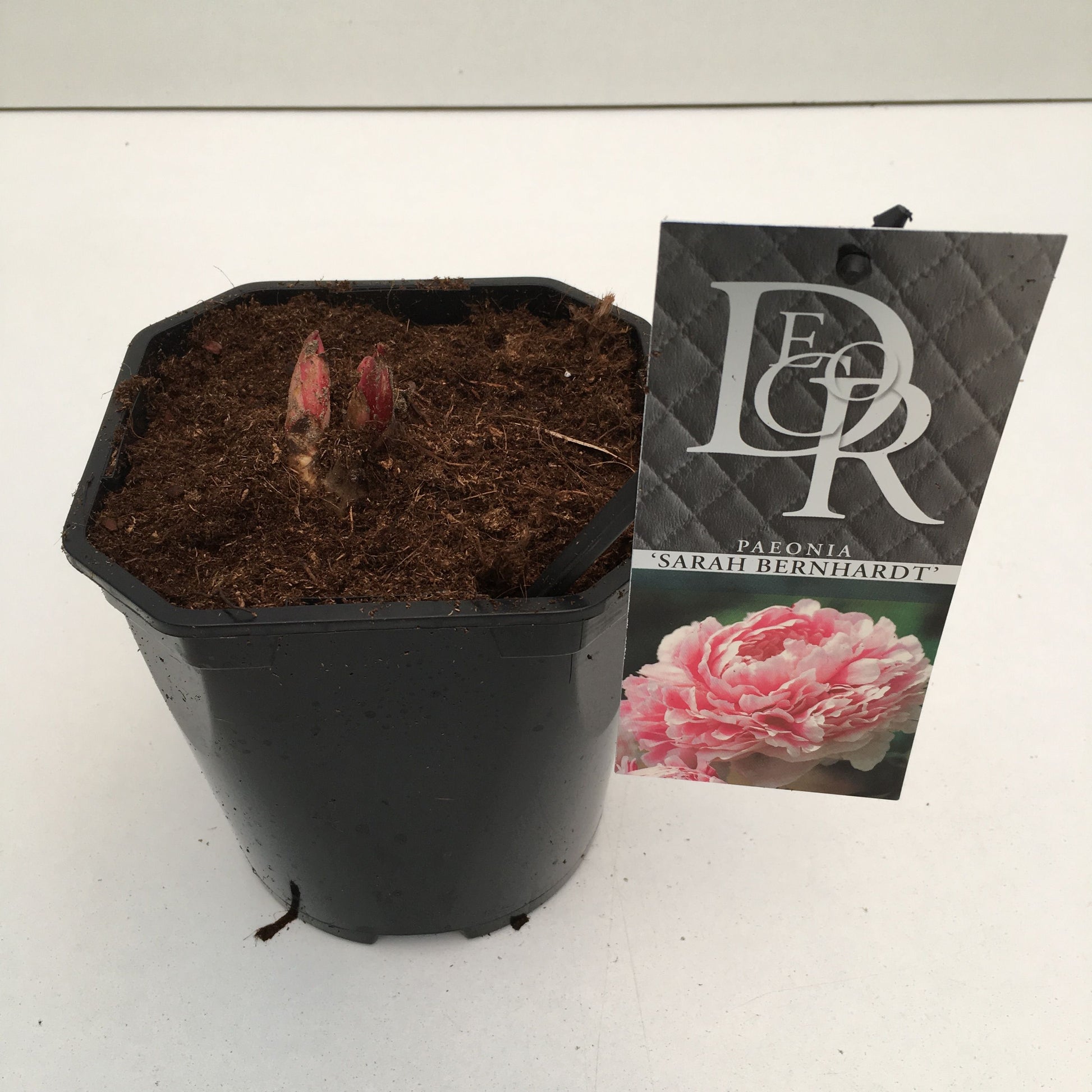 Paeonia lact. Sarah Bernhardt 5cm 17cm Pot