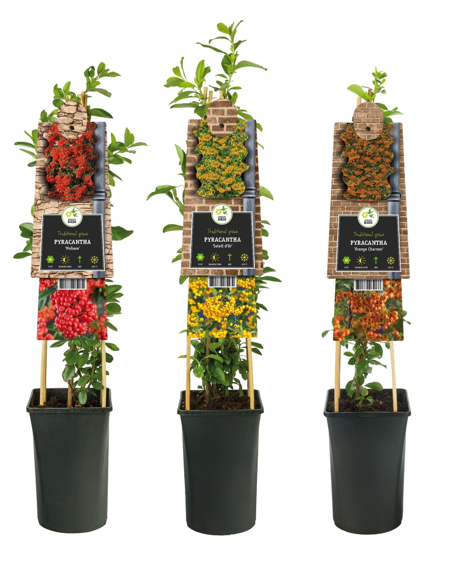 Pyracantha mix 75cm 17cm Pot