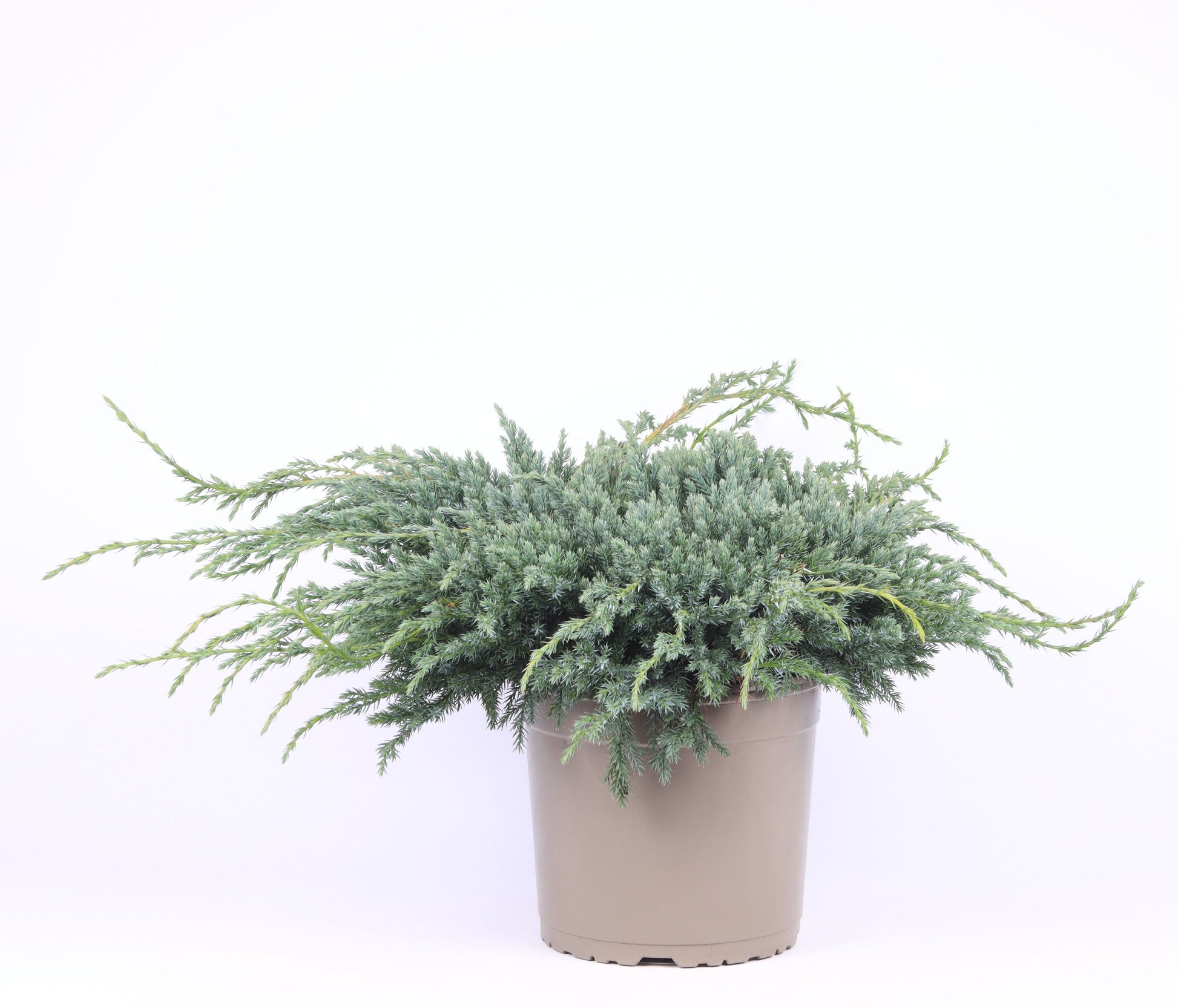 Juniperus Blue Carpet 45cm 23cm Pot
