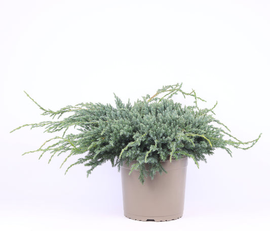 Juniperus Blue Carpet 45cm 23cm Pot