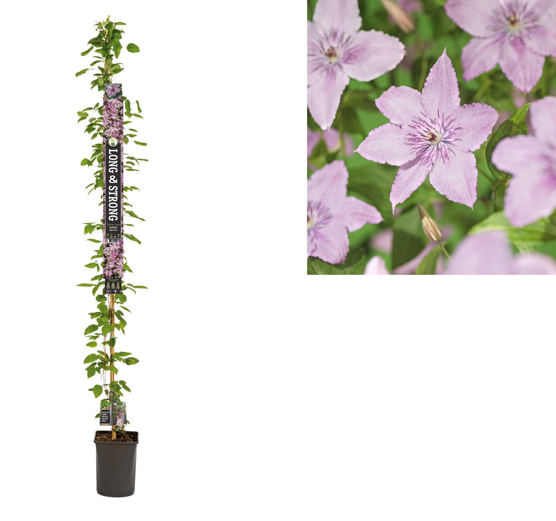 Clematis jac. Hagley Hybrid 210cm 23cm Pot