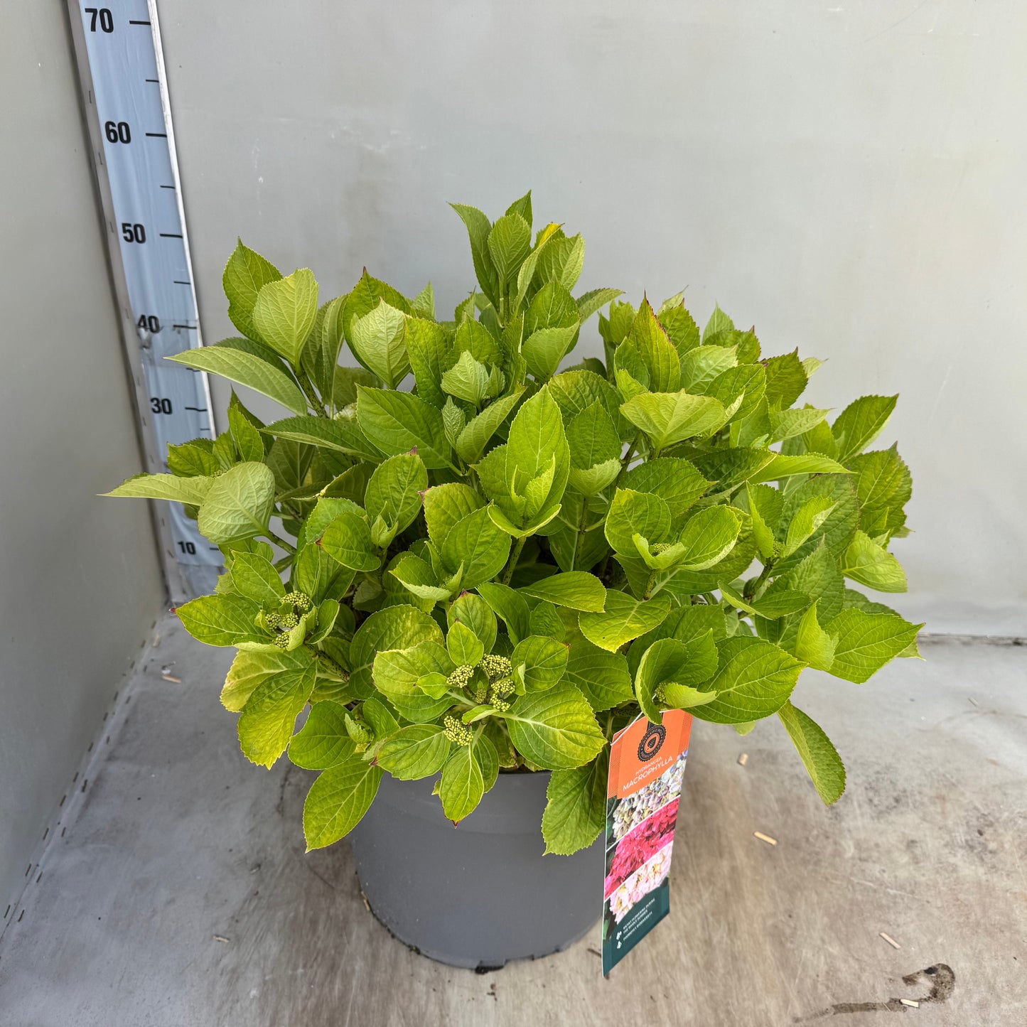 Hydrangea macr. Lacecap Sturdy Nanping 50cm 35cm Pot