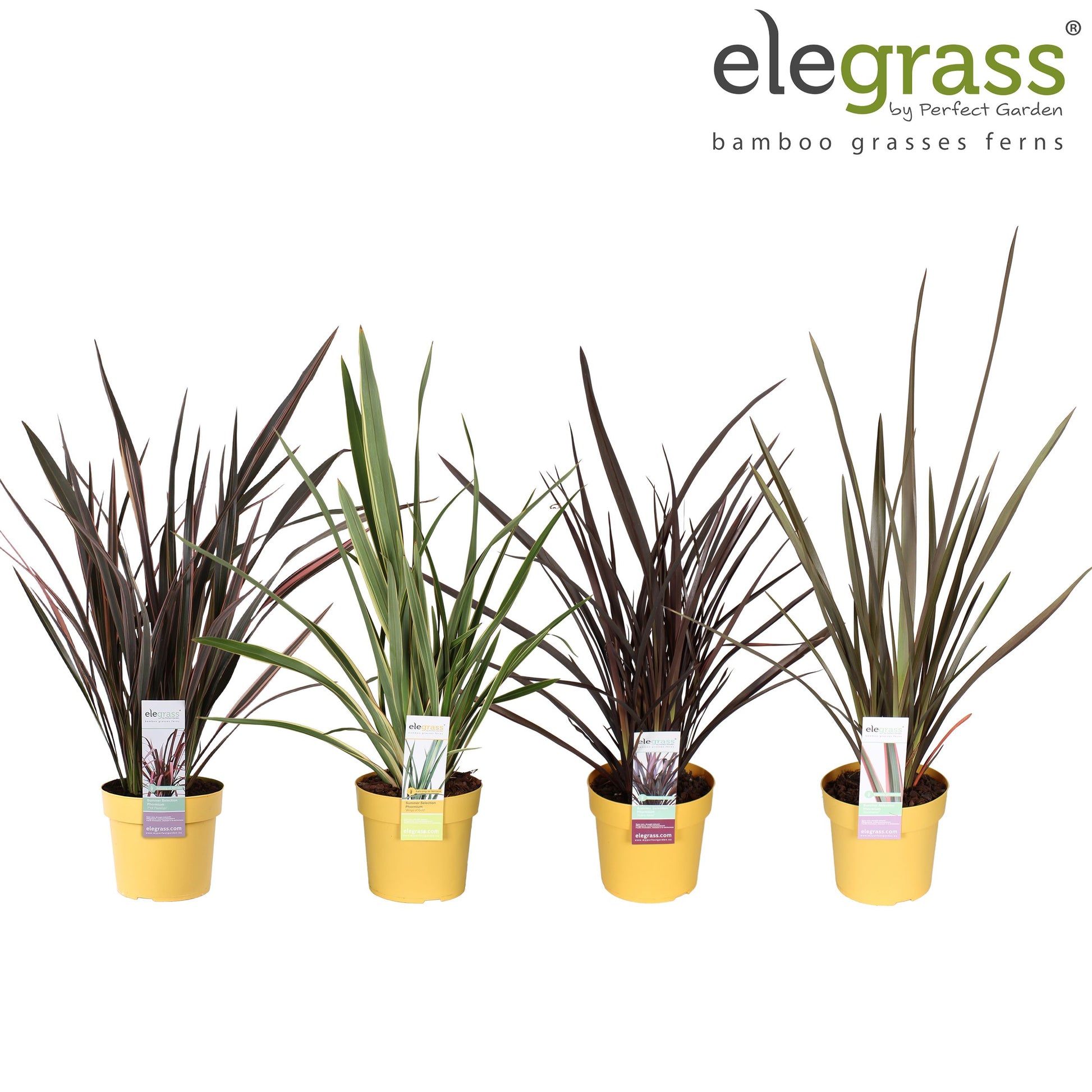 Phormium mix 65cm 19cm Pot