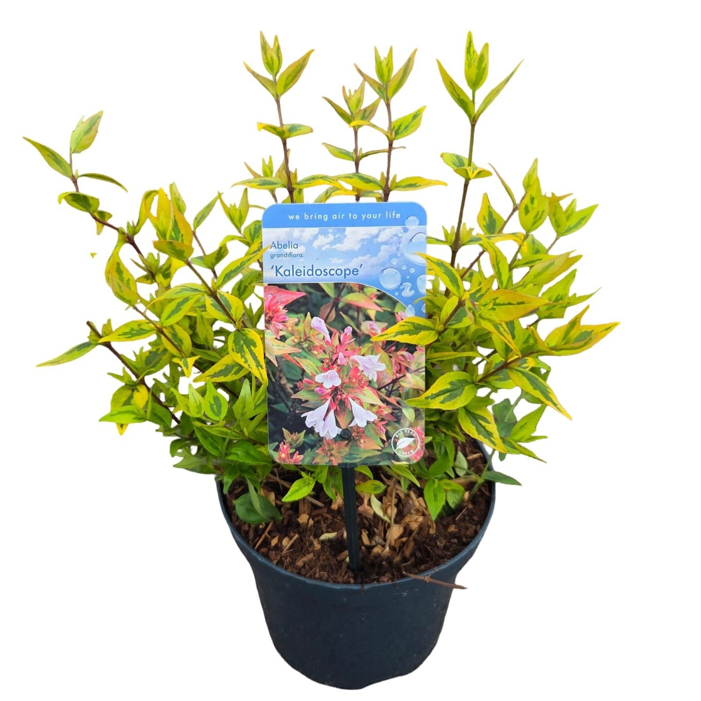 Abelia grandiflora Kaleidoscope 40cm 19cm Pot