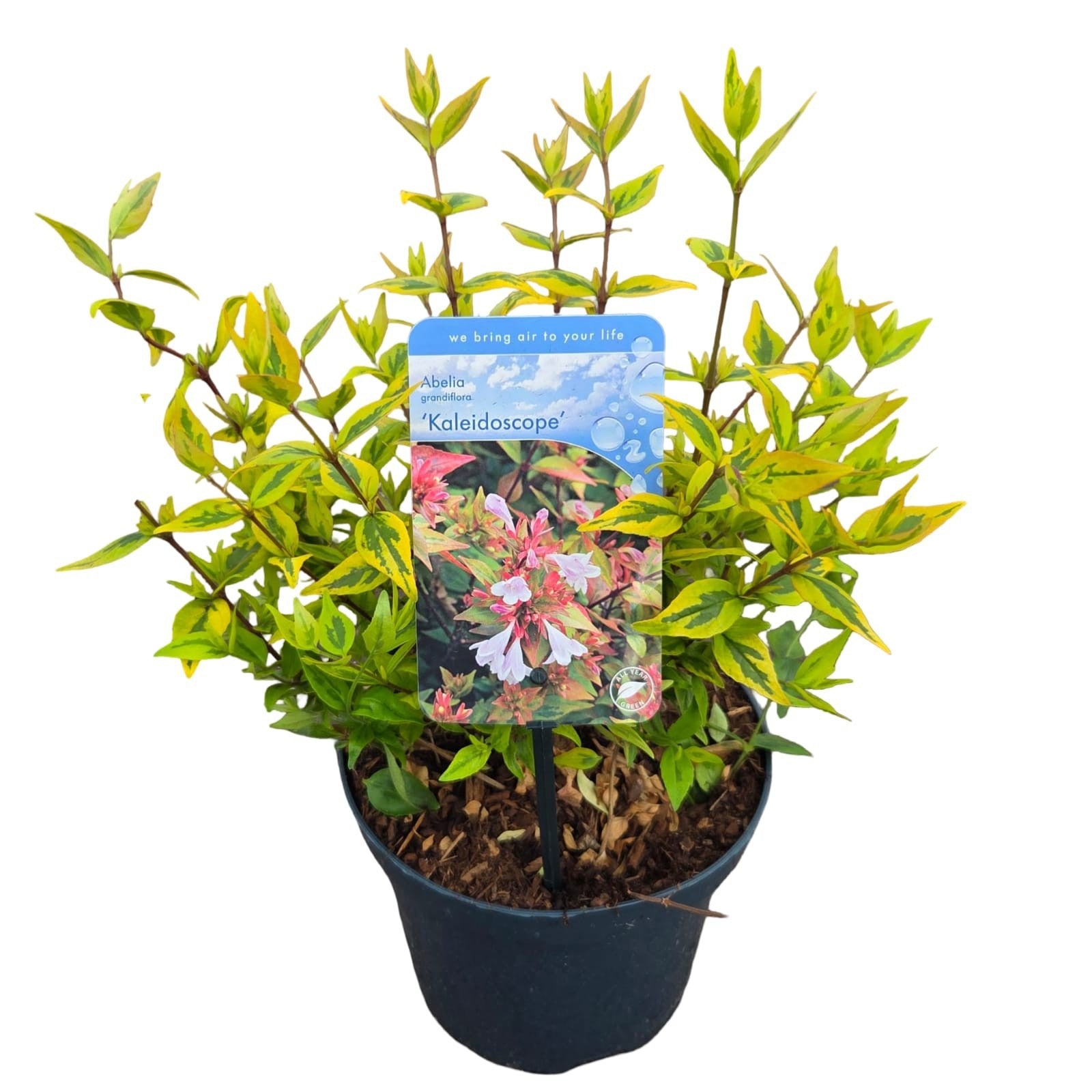 Abelia grandiflora Kaleidoscope 40cm 19cm Pot