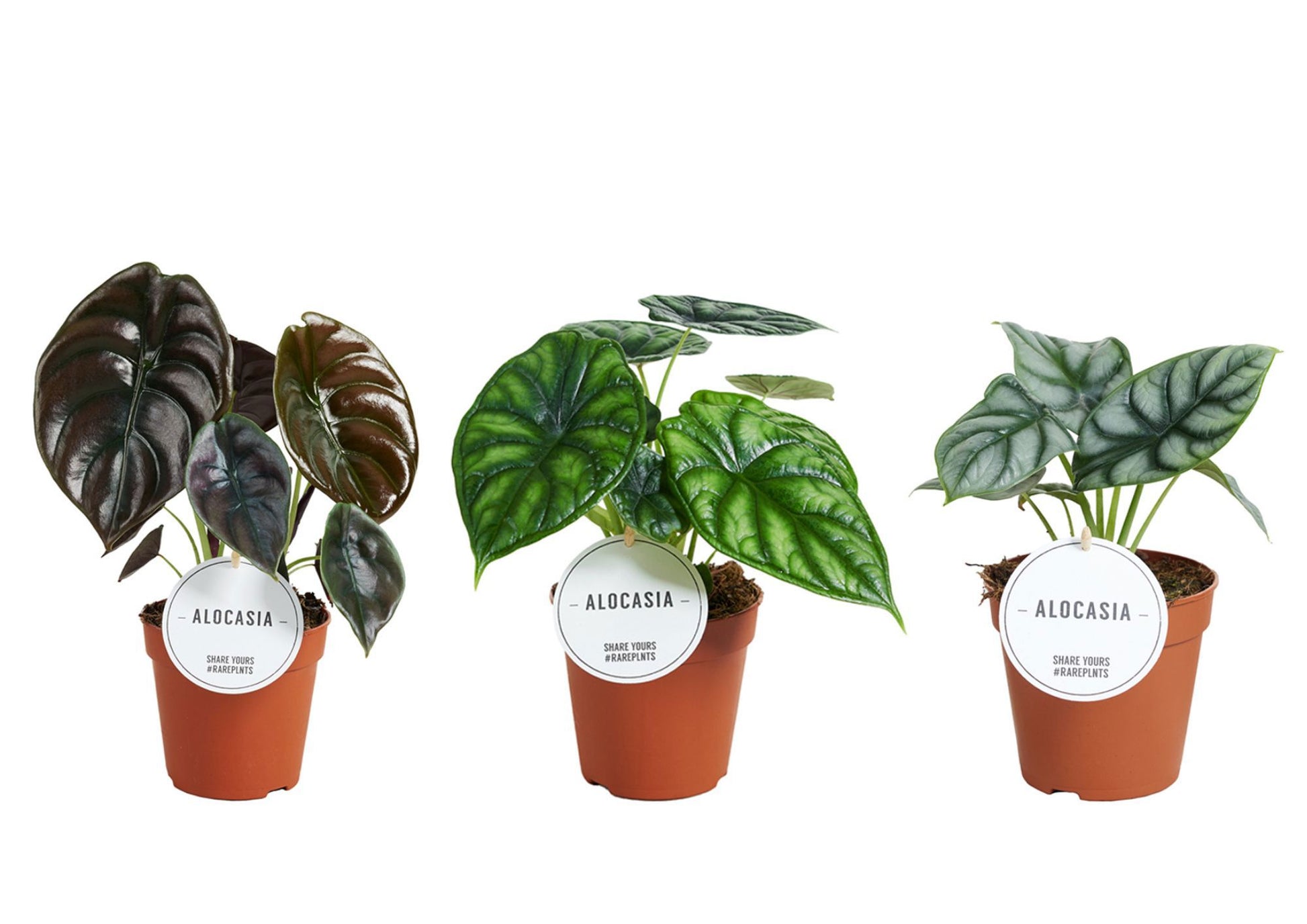 Alocasia mix 30cm 12cm Pot