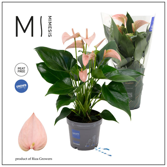 Anthurium Joli Peach 45cm 12cm Pot