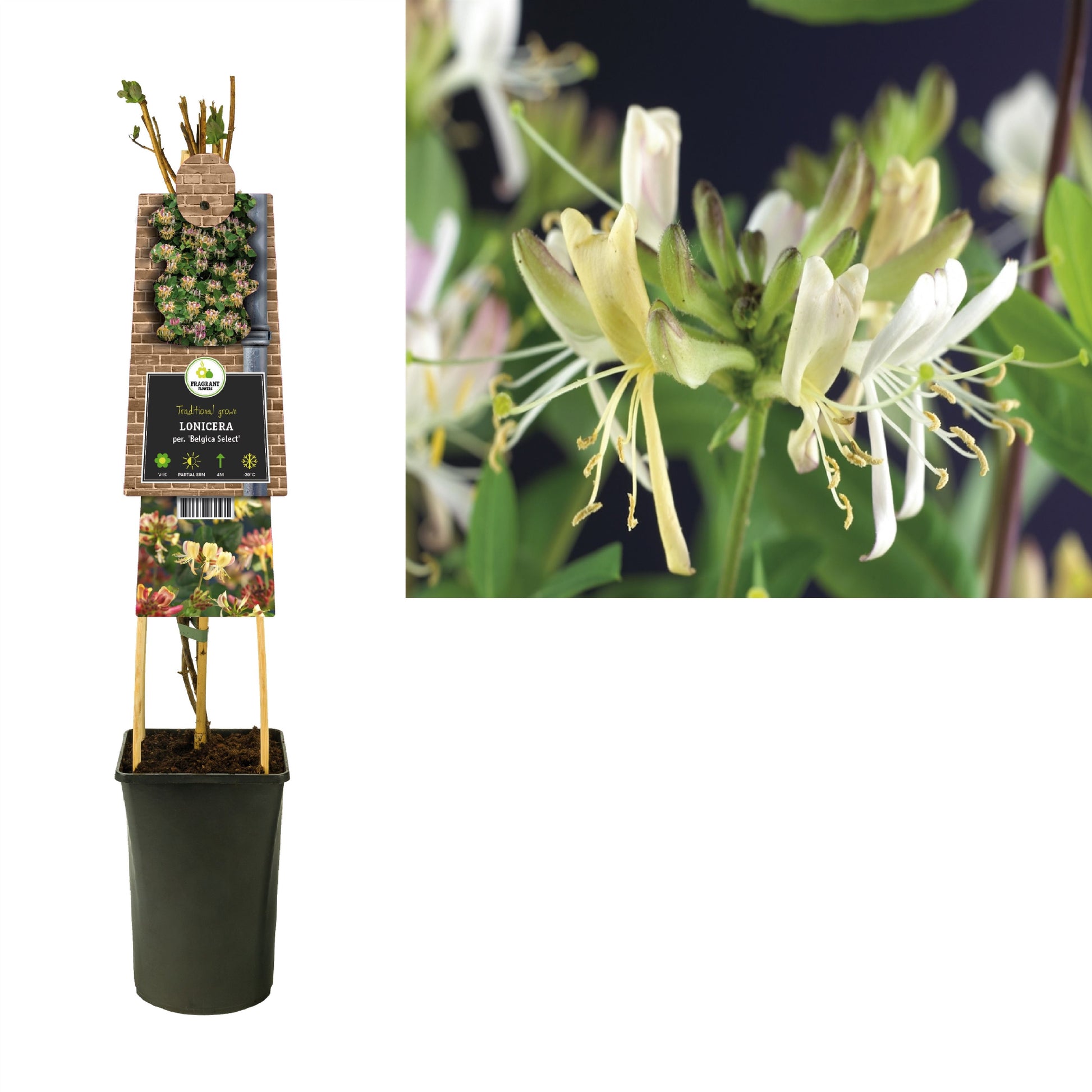 Lonicera per. Belgica Select 75cm 17cm Pot