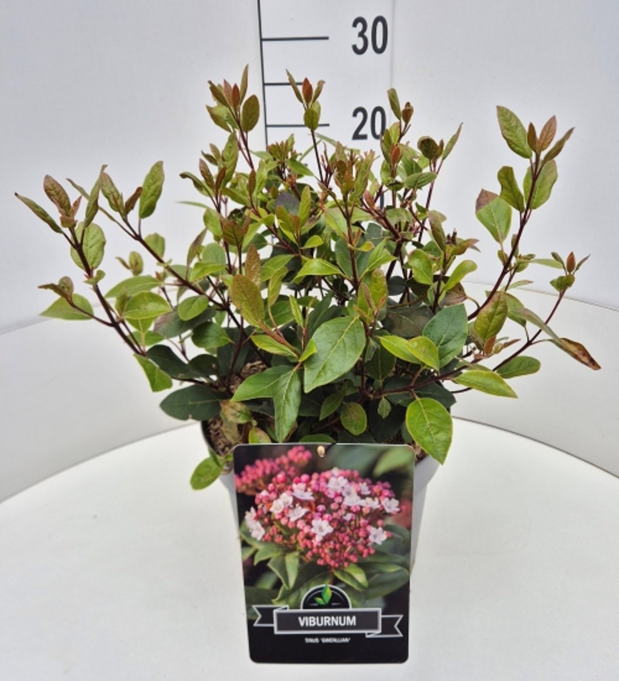 Viburnum tinus Gwenllian 50cm 28cm Pot
