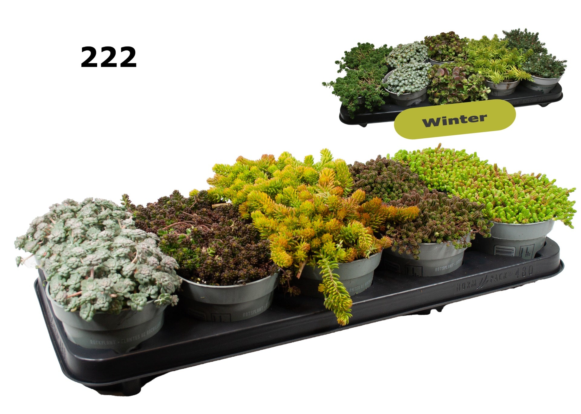 Sedum mix 15cm 12cm Pot