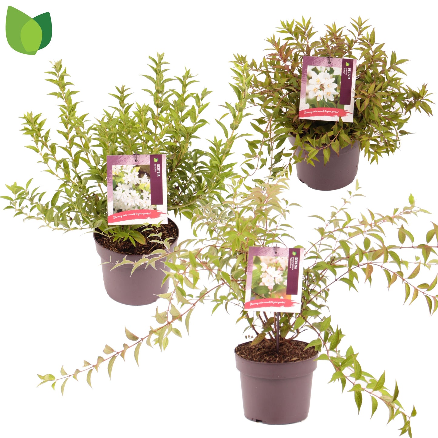 Deutzia 25cm 19cm Pot