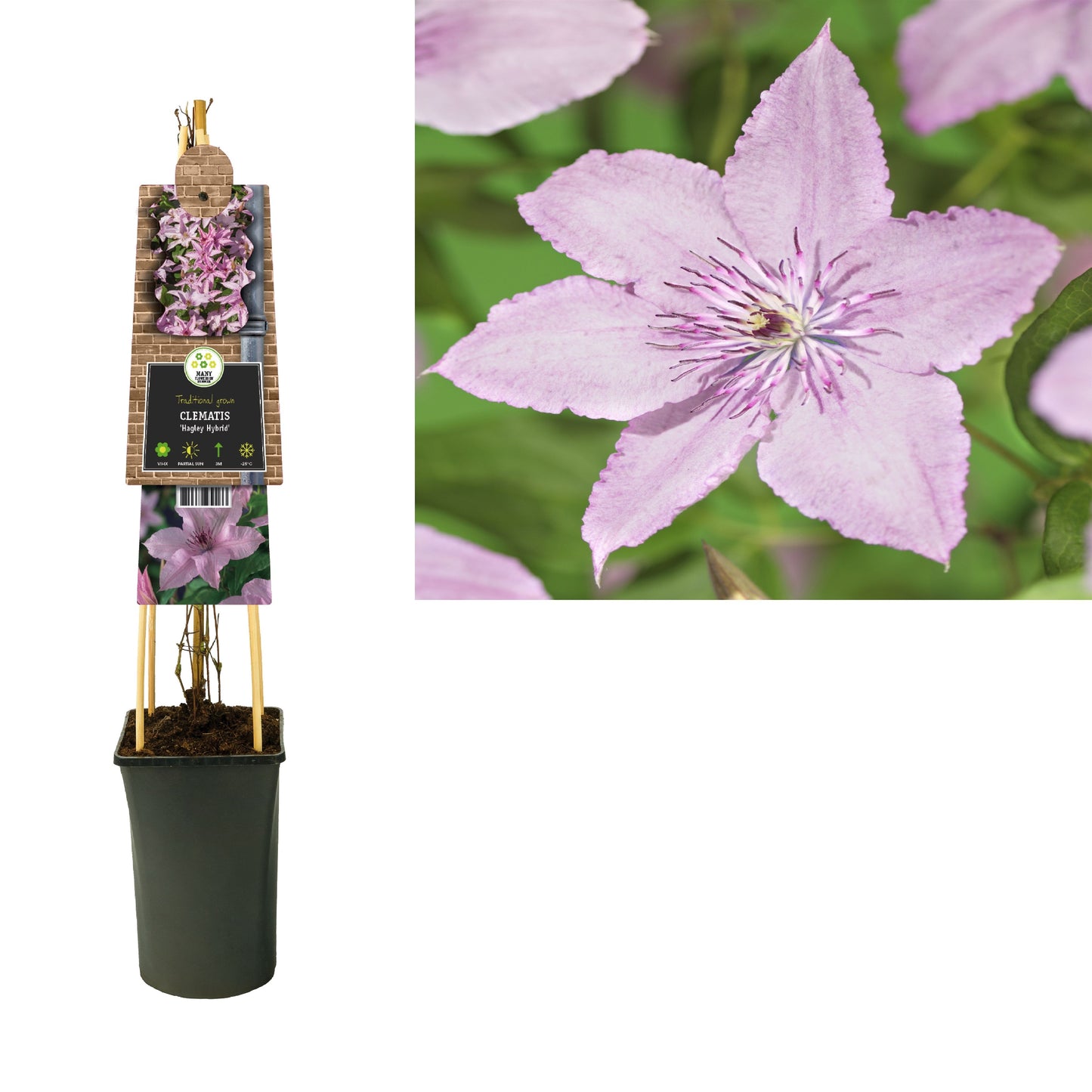 Clematis Hagley Hybrid 75cm 17cm Pot