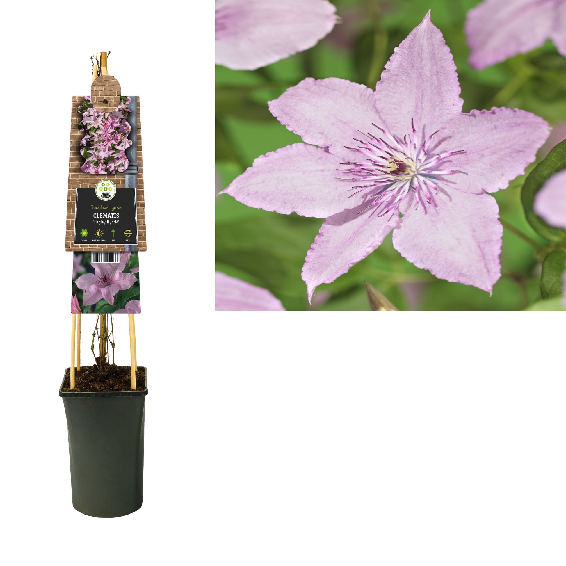 Clematis Hagley Hybrid 75cm 17cm Pot