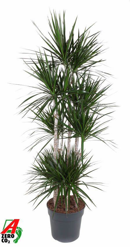 Dracaena marginata caroussel 180cm 34cm Pot