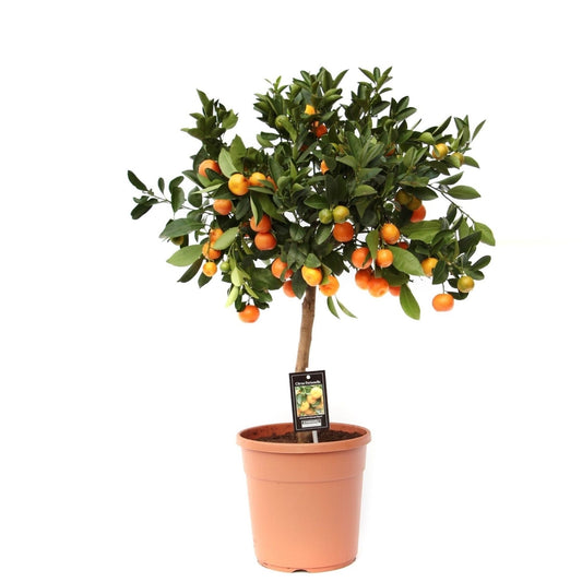 Citrus calamondin standard 80cm 22cm Pot