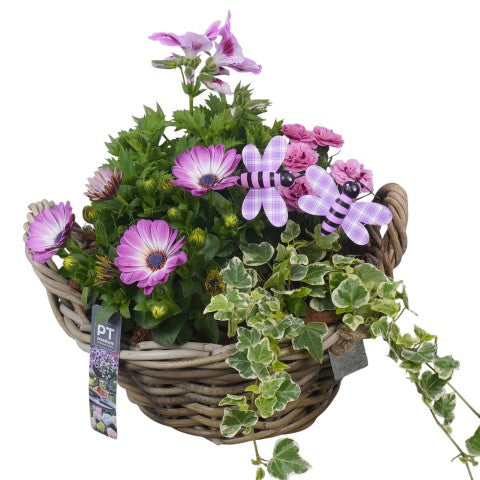 PTPP7043 Arrangementen Perkplanten 34cm 28cm Pot