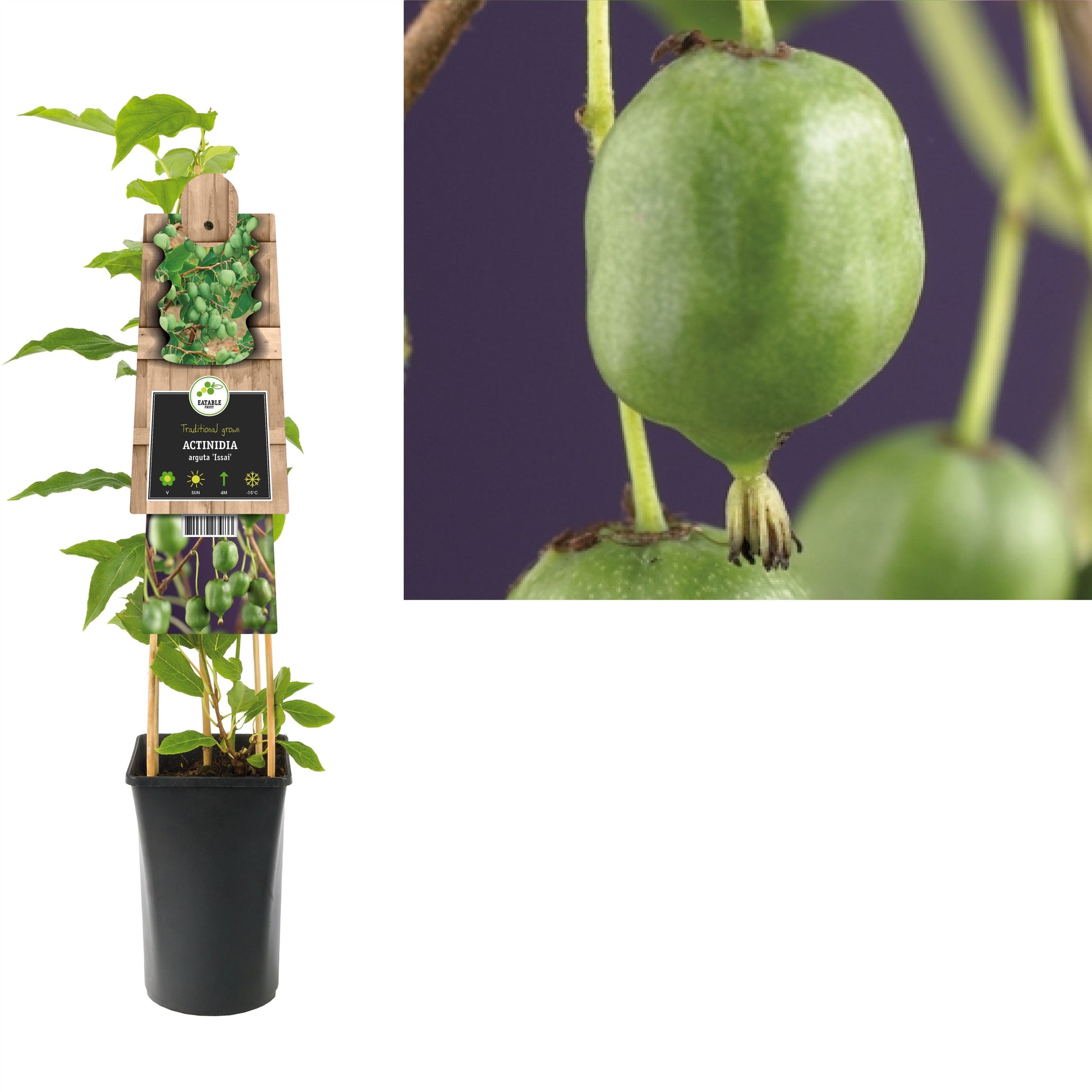 Actinidia arguta Issai (Hardy Kiwi) 75cm 17cm Pot