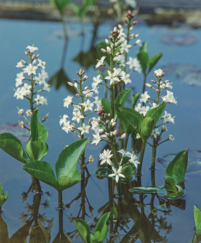 Menyanthes trifoliata 20cm 9cm Pot