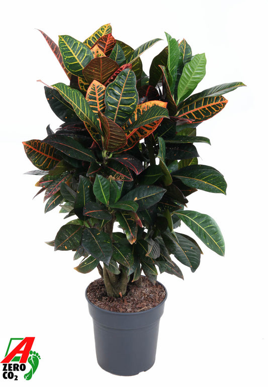 Codiaeum Petra 100cm 24cm Pot