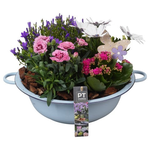 PTPP6853 Arrangementen Perkplanten 23cm 30cm Pot