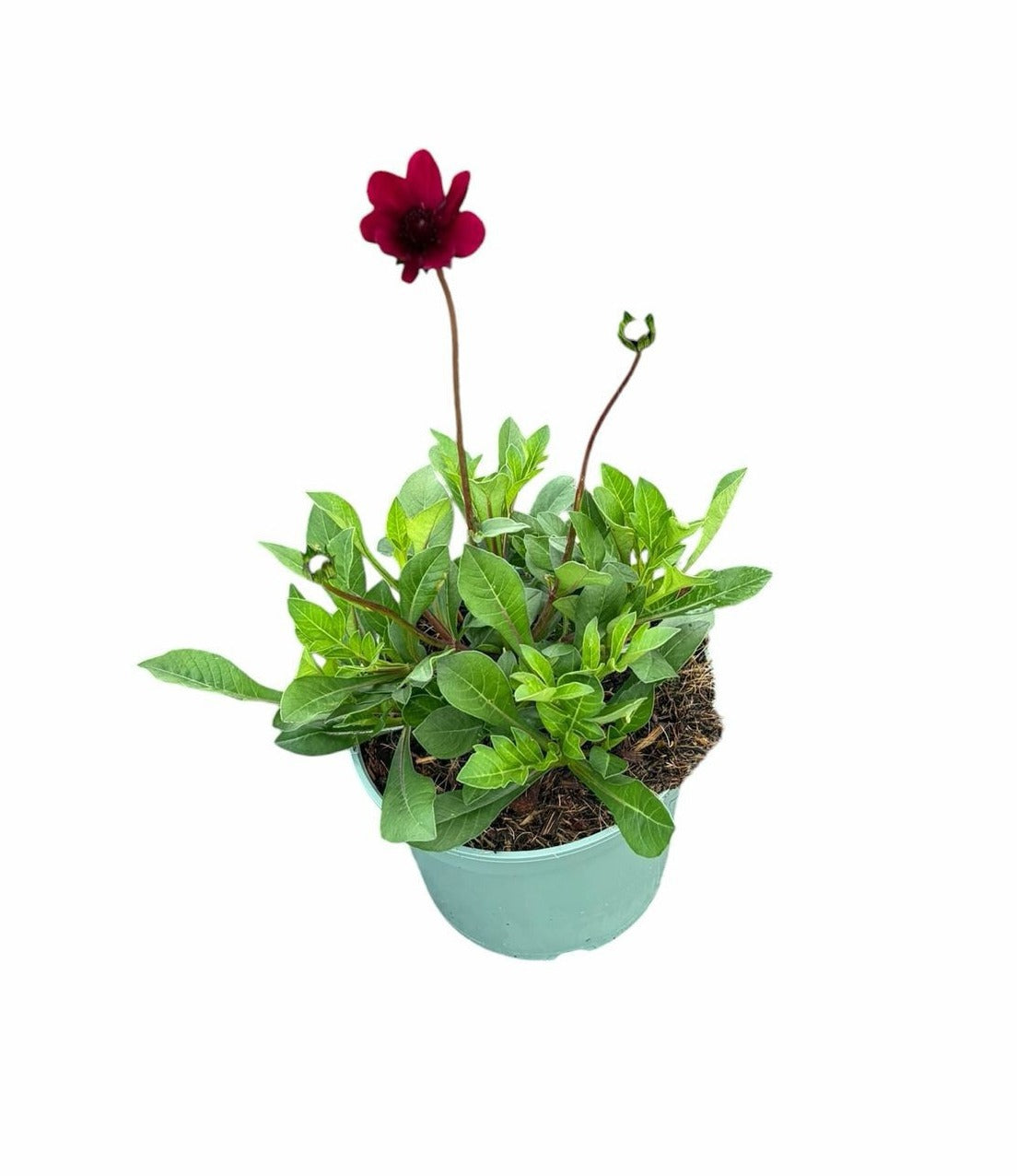 Cosmos atrosanguineus 40cm 19cm Pot
