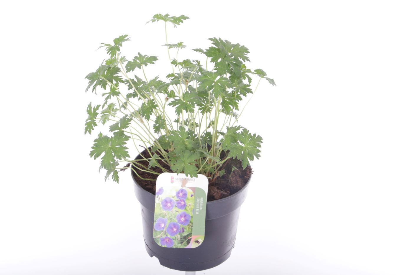 Geranium Johnson's Blue 35cm 17cm Pot