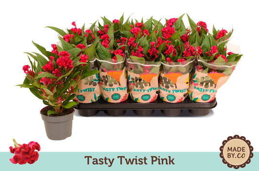 Celosia Twisted Pink 30cm 12cm Pot