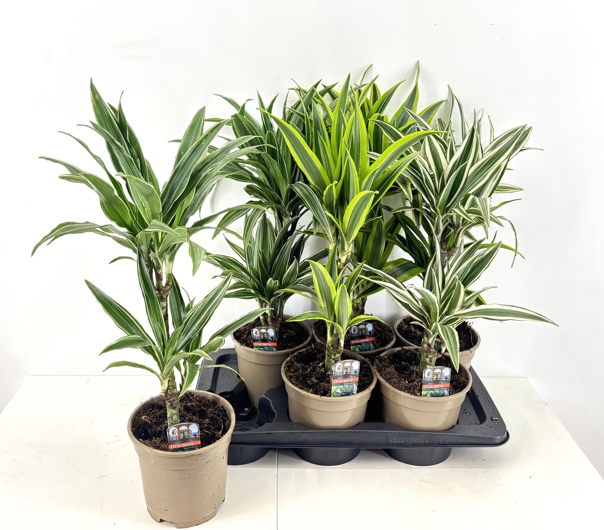 Dracaena fragrans Deremensis mix 60cm 17cm Pot