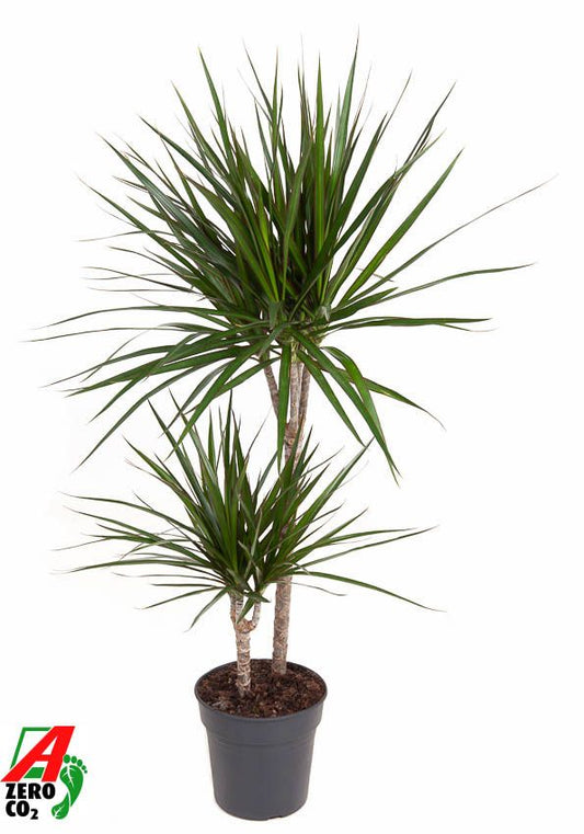 Dracaena marginata 45-15 100cm 19cm Pot