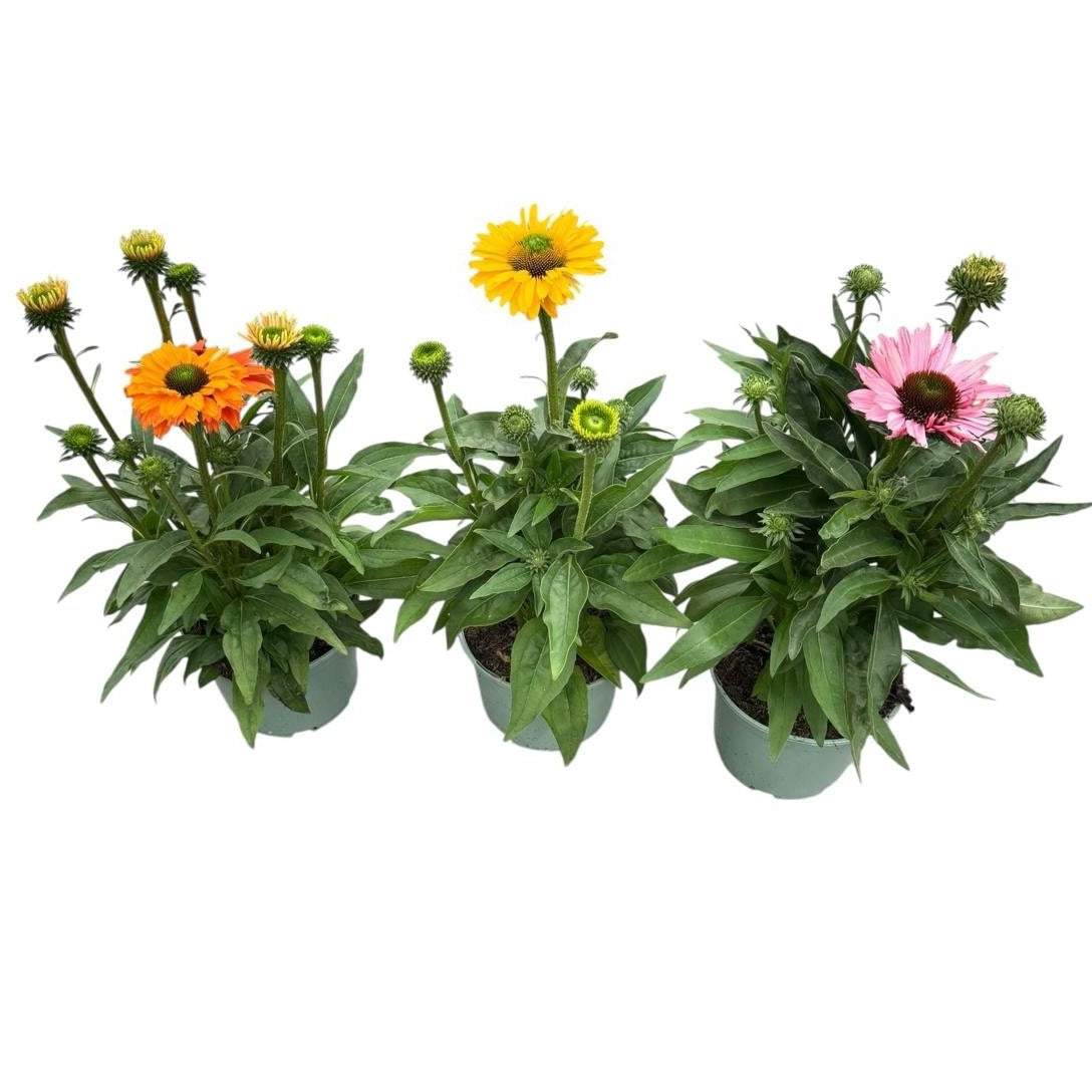Echinacea Sunseekers mix 30cm 17cm Pot