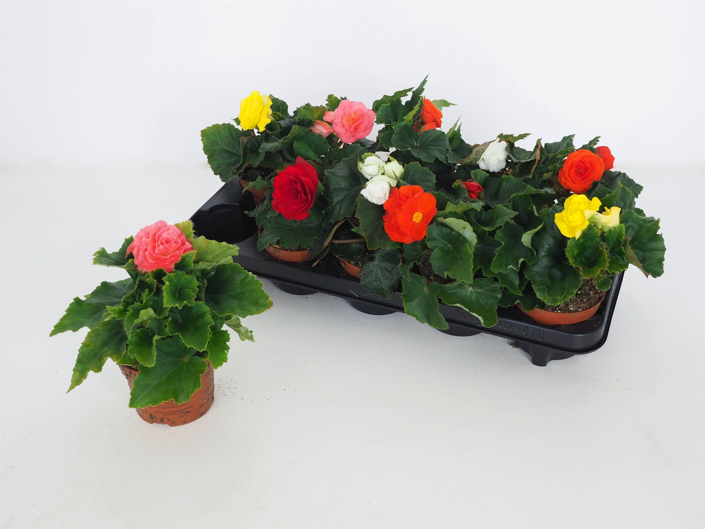 Begonia tuberosa mix (Begonia Nonstop) 15cm 510cm Pot