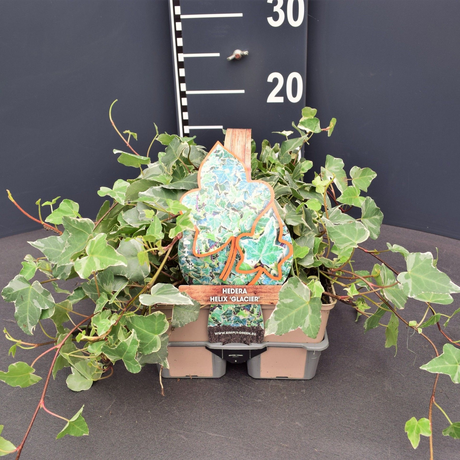 Hedera helix Glacier 6-pack 9cm Pot