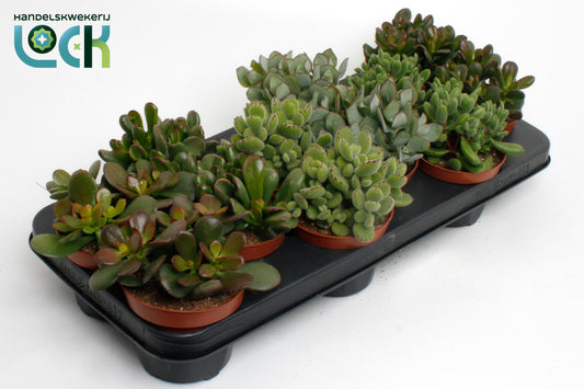 Crassula mix 15cm 10.5cm Pot