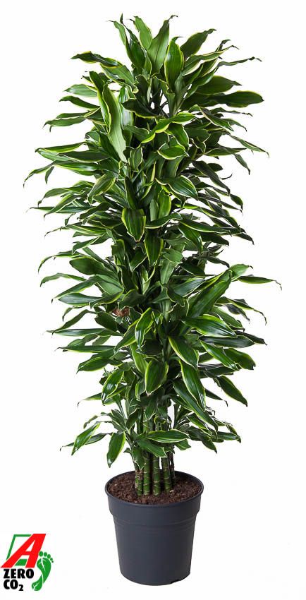 Dracaena fragrans Golden Coast branched 150cm 31cm Pot