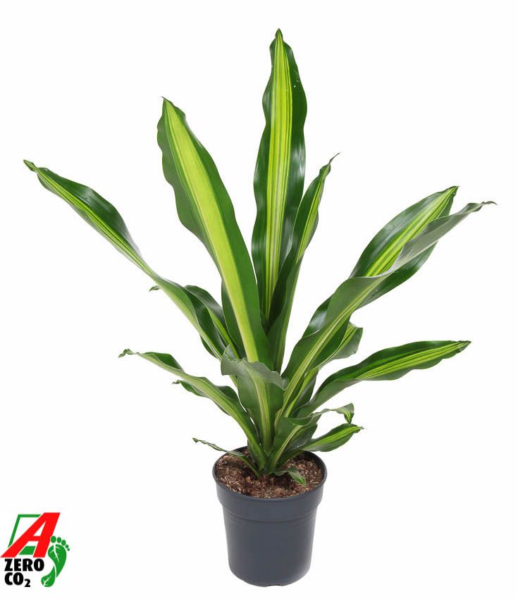 Dracaena fragrans Burley 80cm 21cm Pot