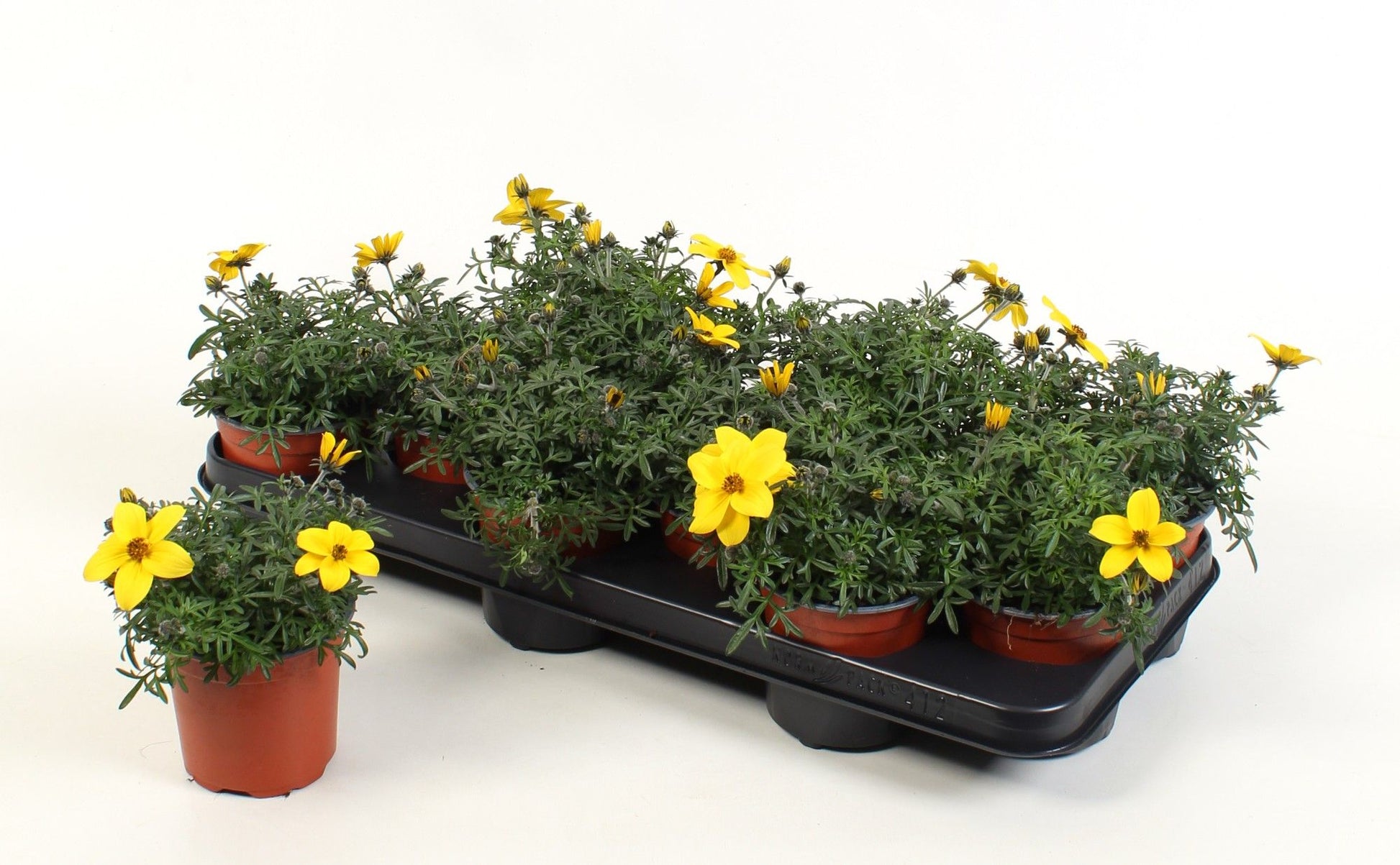 Bidens yellow 15cm 510cm Pot