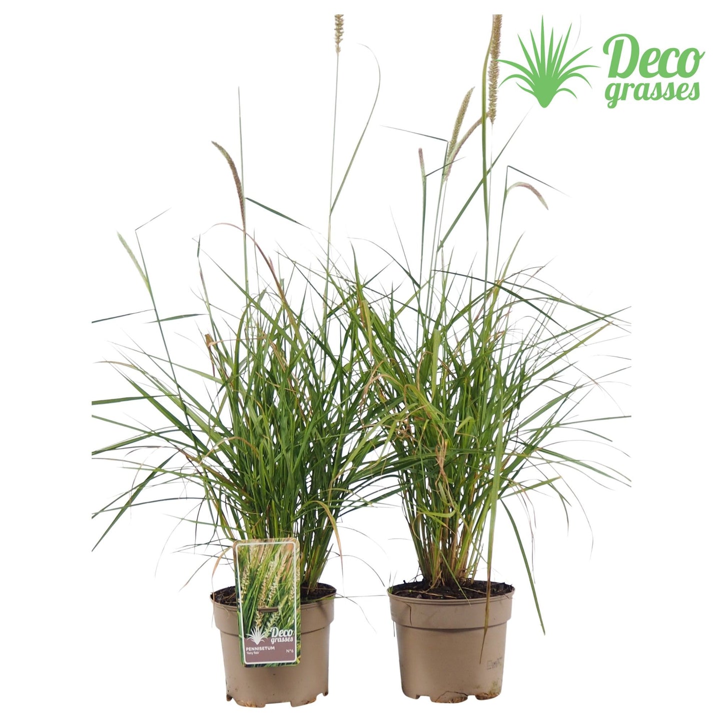 Pennisetum mix 30cm 19cm Pot