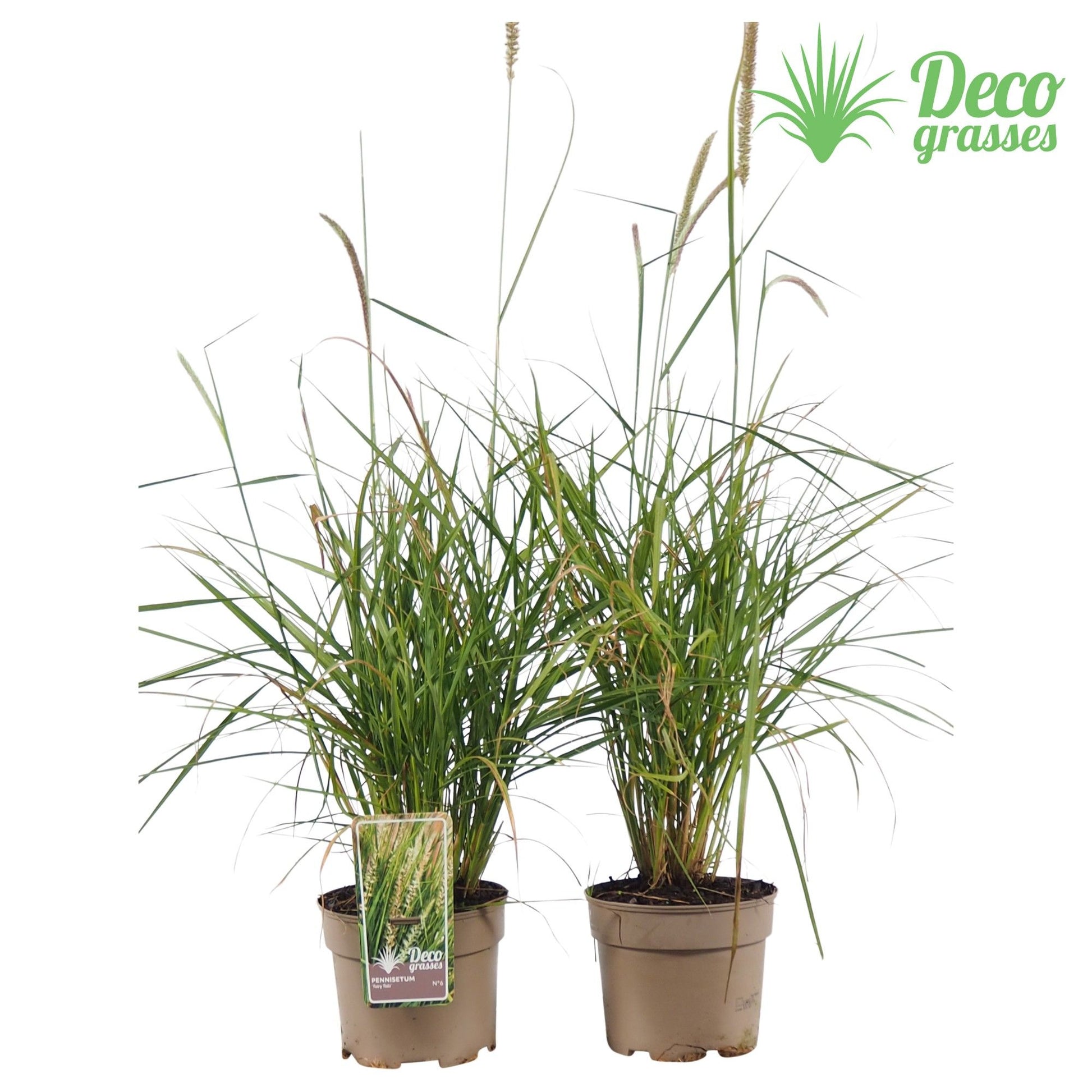 Pennisetum mix 30cm 19cm Pot