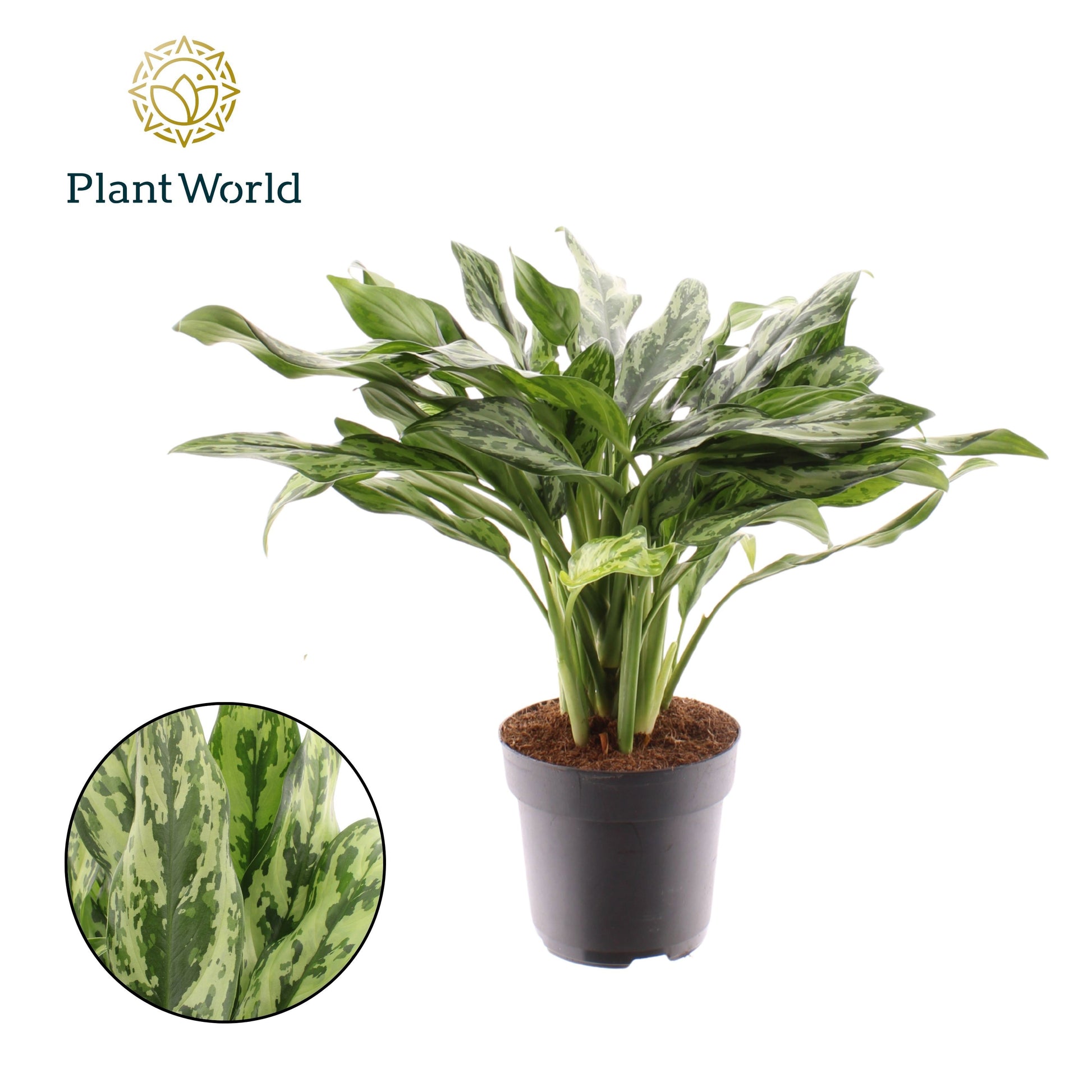 Aglaonema Juliette 55cm 17cm Pot