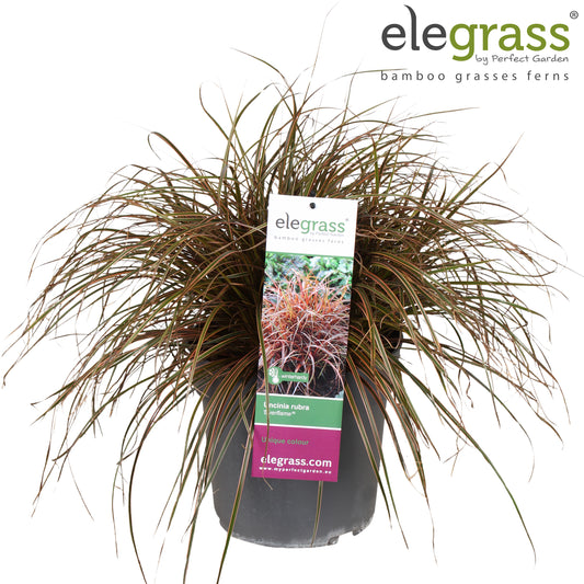 Uncinia rubra Everflame 50cm 23cm Pot