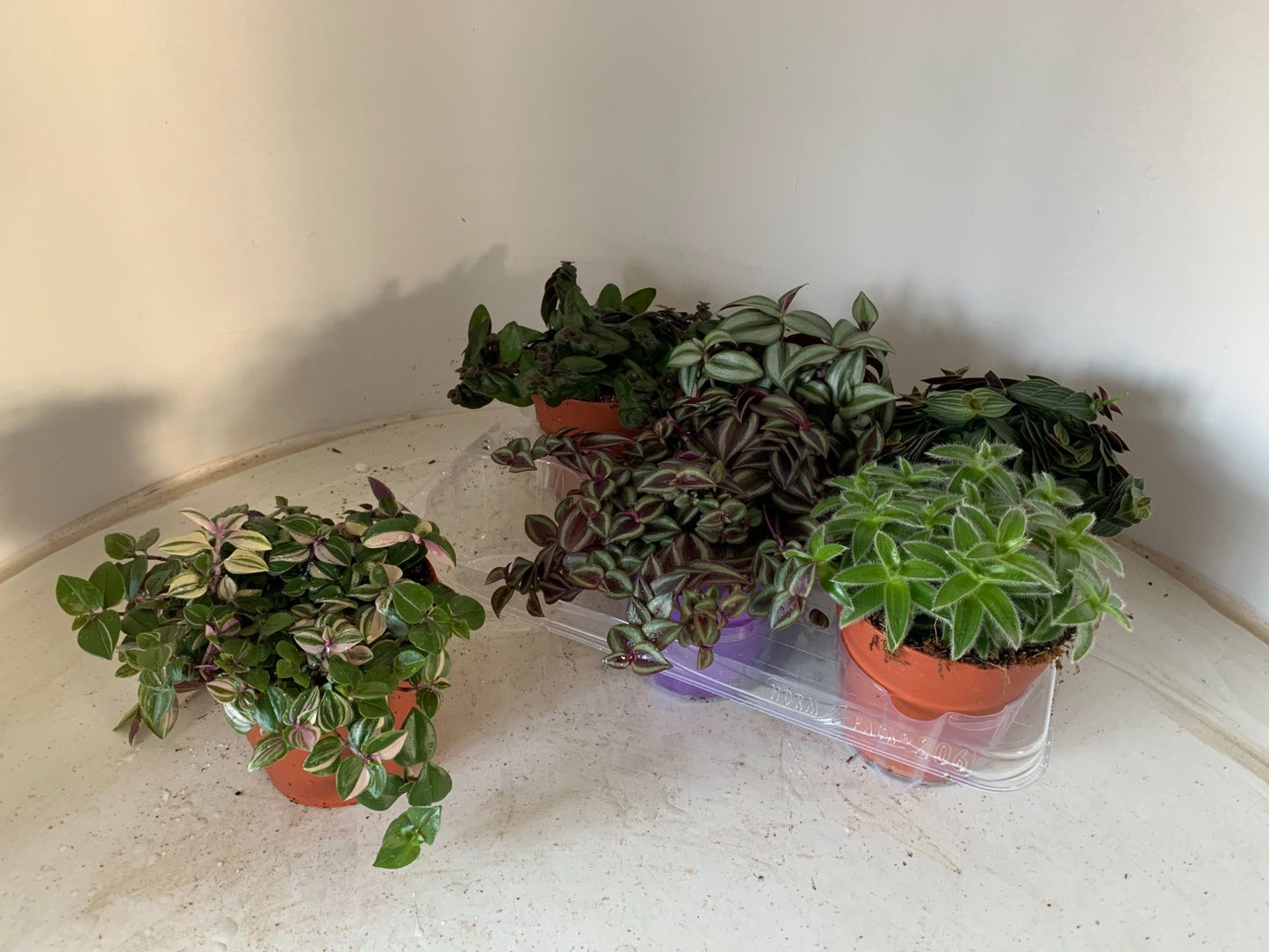 Tradescantia mix 12cm Pot