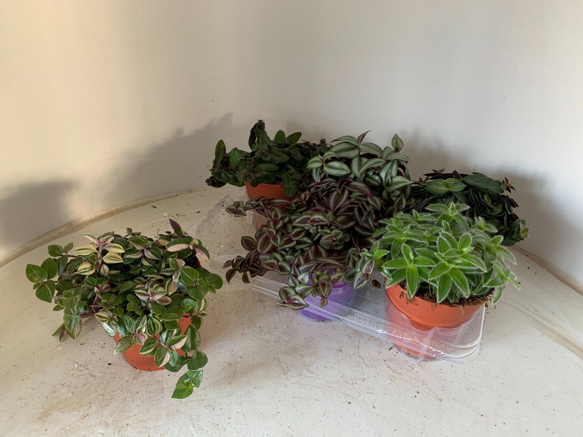Tradescantia mix 12cm Pot