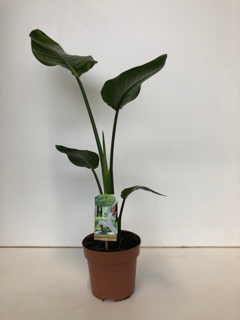 Strelitzia nicolai 100cm 17cm Pot