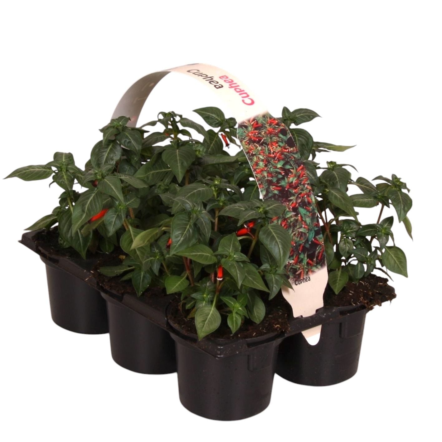 Cuphea ignea 12cm 9cm Pot