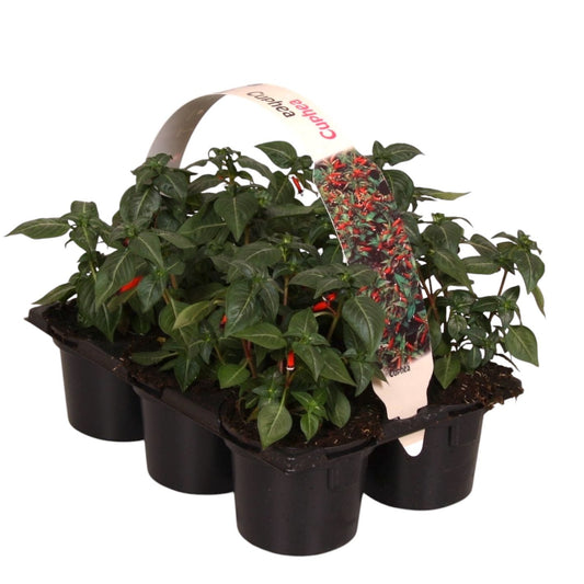 Cuphea ignea 12cm 9cm Pot