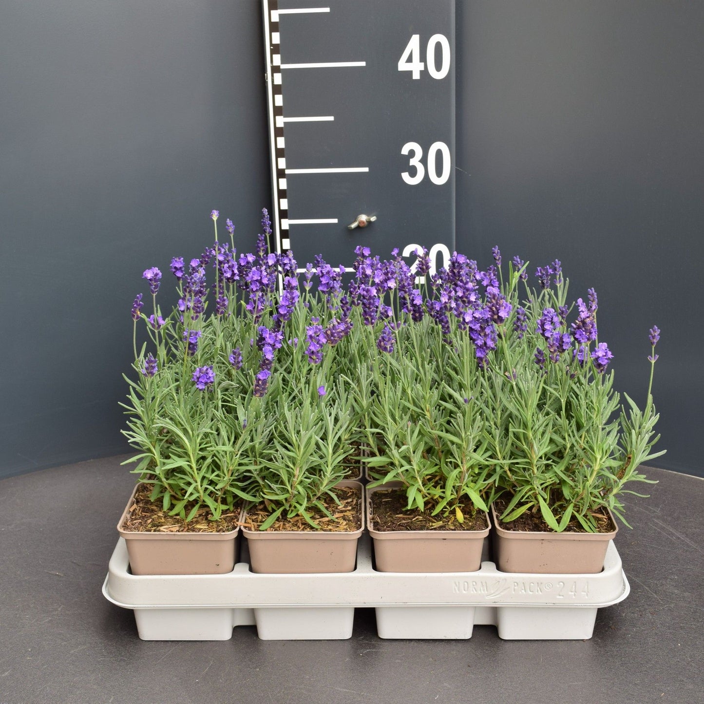 Lavandula Hidcote 5cm 9cm Pot